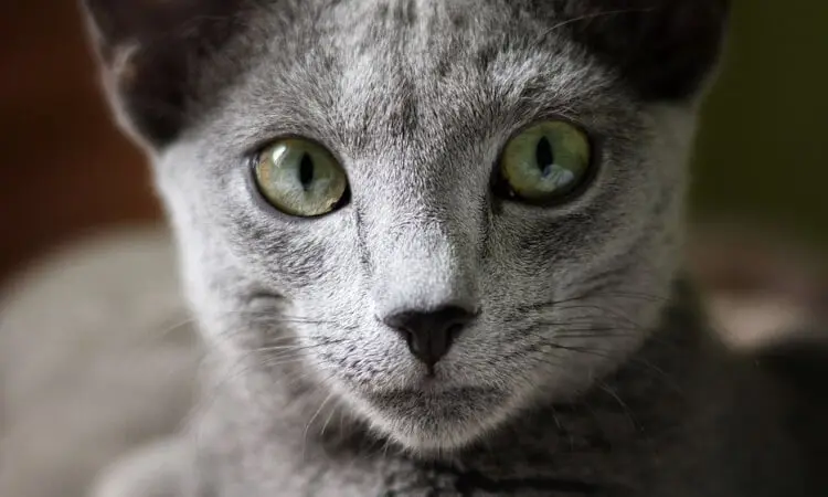 5 dyraste kattraserna - Russian Blue