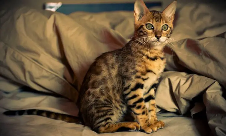 5 dyraste kattraserna - Bengal