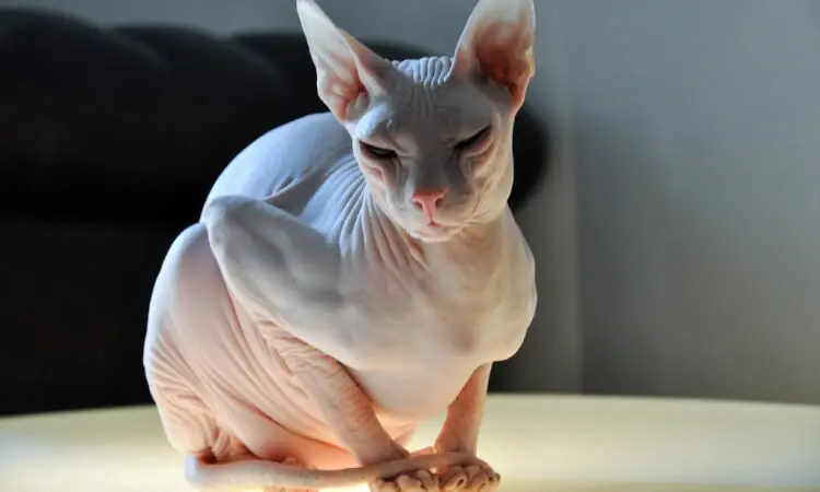 5 dyraste kattraserna - Don Sphynx