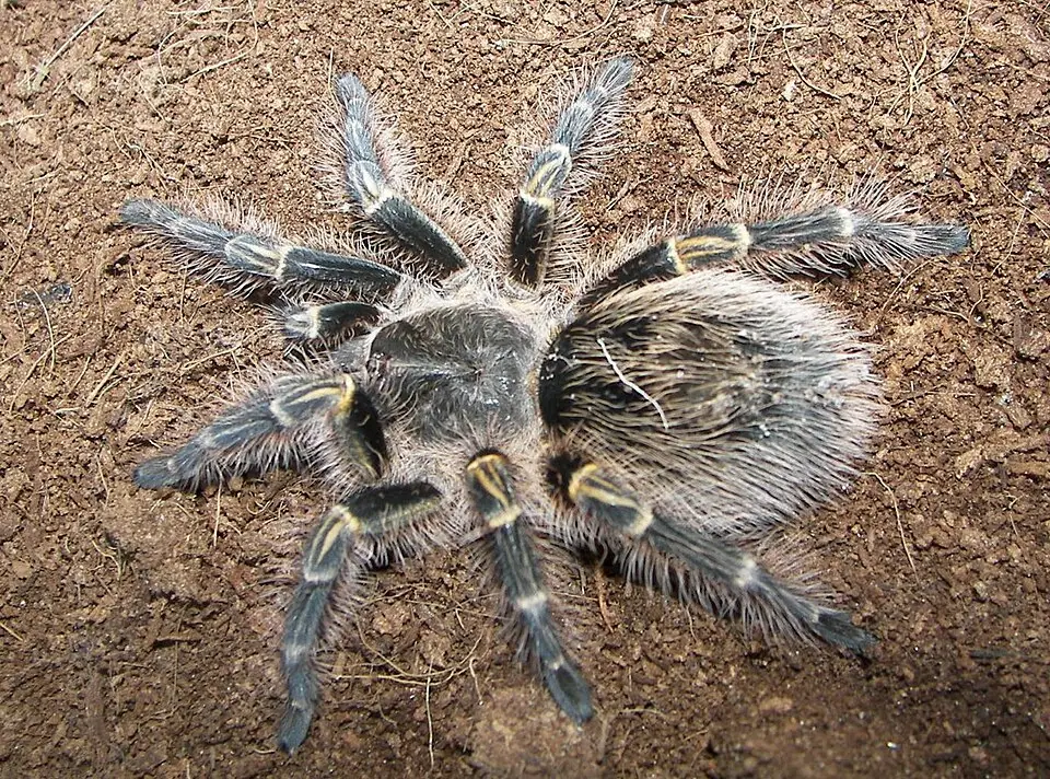 Grammostola pulchripes (Chaco Golden-knee)