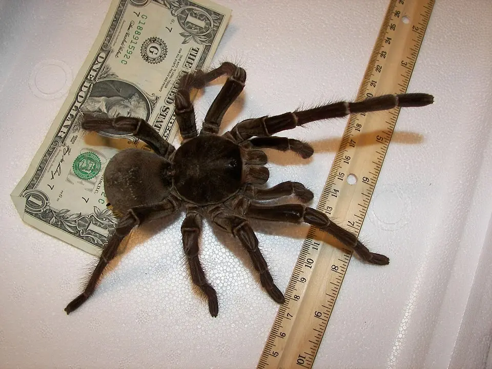 Världens största spindel: Goliatspindeln (Theraphosa blondi)