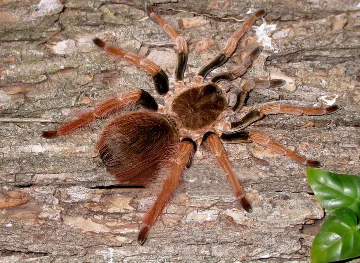 Colombiansk jättetarantel (Megaphobema robustum)