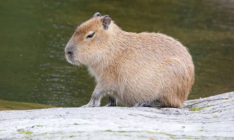 Världens största gnagare - Kapybara