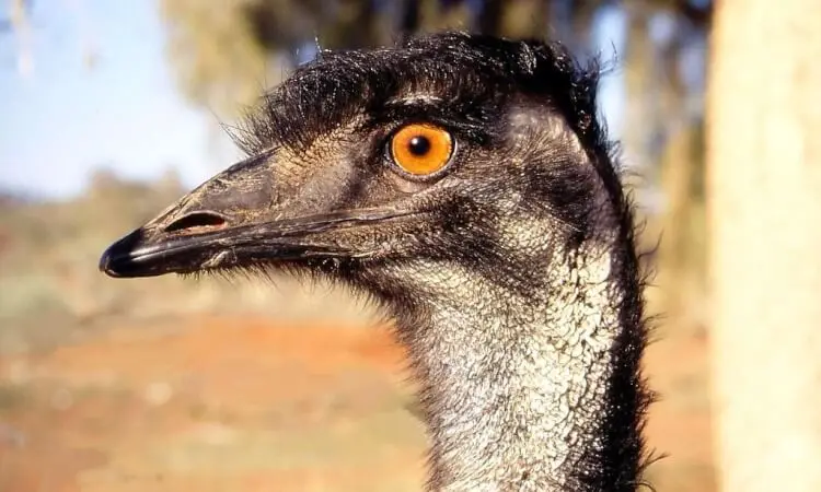 Världens största fåglar - Australisk Emu