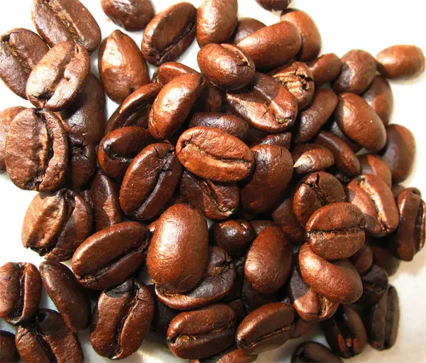 Världens dyraste kaffe - Kopi Luwak